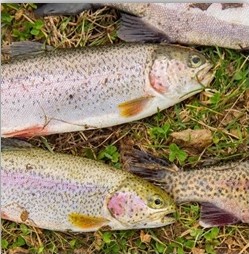 Freshly caught trout on grass